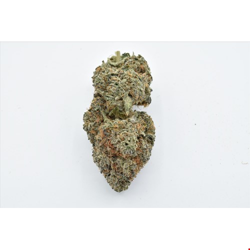 white widow bee.JPG